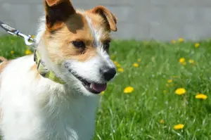 WYATH, Terrier Mischling (kastriert) SGB 475,00   