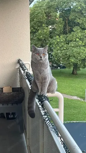 Britisch Kurzhaar Deckkater  Balu  (1,5 Jahre) bietet liebevolle Katzendamen Gesellschaft 