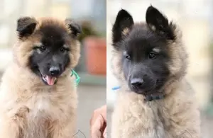 Tervueren Belgischer Schäferhund Welpe mit FCI Ahnentafel