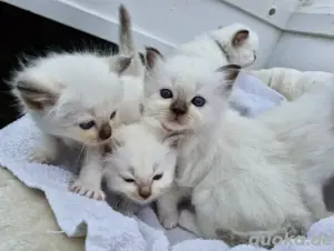 Zuckersüße, reinrassige Heilige Birma Kitten  Babies