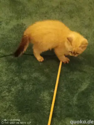 katze sehr jung