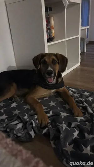 suche schönes zuhause 