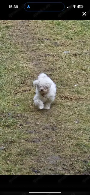 Bichon Malteser Rüde