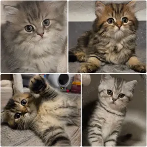 Bkh Kitten mit Stammbaum 
