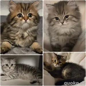 Bkh Kitten mit Stammbaum 