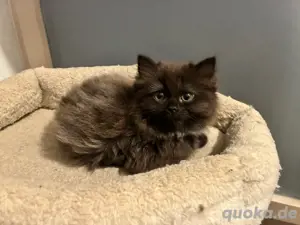 Perser heilige Birma Kitten