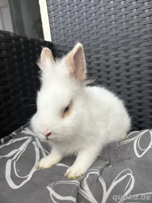 zwergkaninchen sucht neues zuhause 