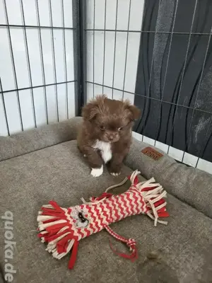 Chihuahua Pekienese