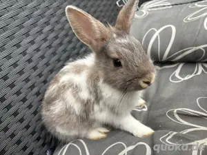 kaninchen sucht neue zuhause