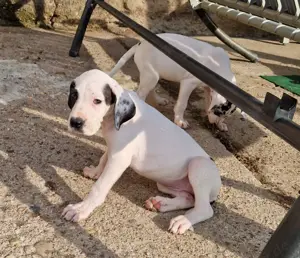 Deutsche Doggen Welpen 