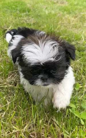 Pekingese Mix