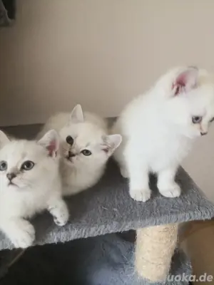 Reinrassige BKH Kitten, Kätzchen 