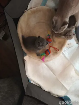 Bkh Kitten 