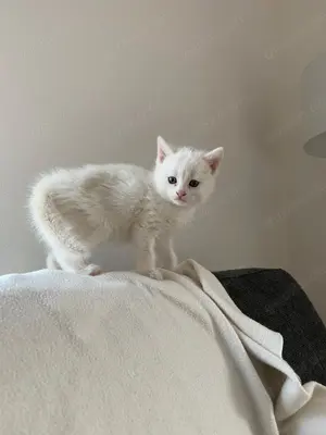 Babykatzen