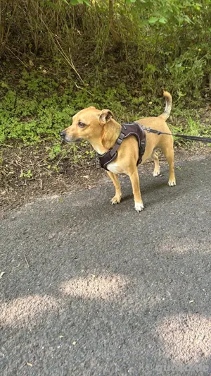  Jack Russell Terrier  Deckrüde