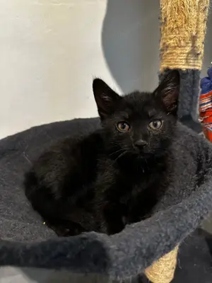 *Alle Reserviert* Süße Katzenbabys suchen neues Heim