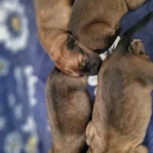 Welpen Harzer Fuchs  Altdeutscher Hütehund 