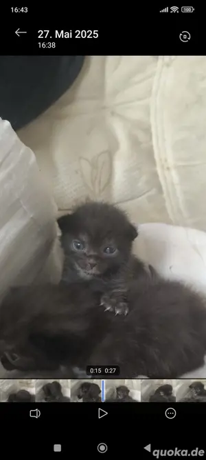 Baby Katzen