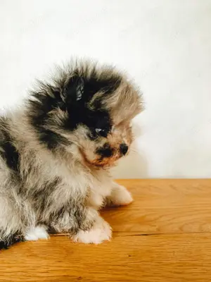 Pomeranian Welpen Merle 