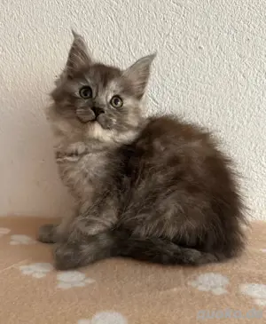 Maine Coon Kitten