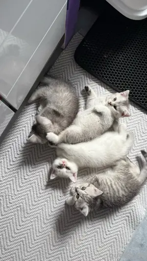bkh kitten reinrassig männchen 