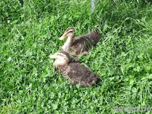 2 x Rouen Clair Enten - Französische Rouen - Entenküken
