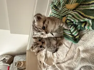 Süße BKH-Mischling Katzenbabys-Jetzt geboren!