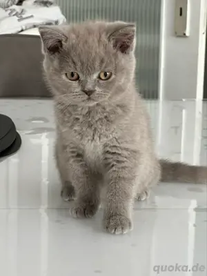    BKH Kitten suchen ein liebevolles Zuhause - Abgabebereit 
