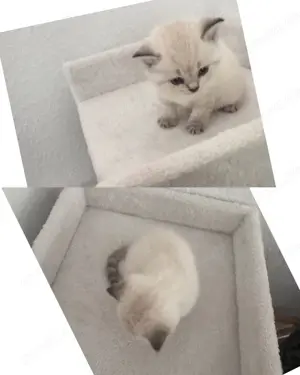 Britisch Kurzhaar Kitten 