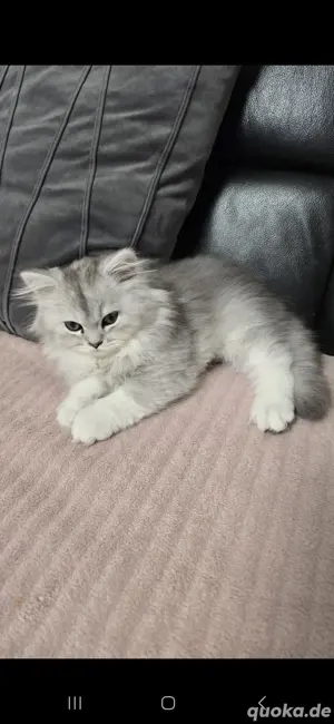 Entzückende Katzenbabys - männlich  Bild 5
