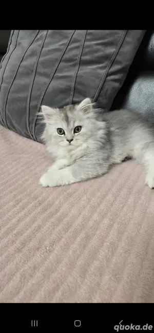Entzückende Katzenbabys - männlich  Bild 2