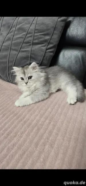 Entzückende Katzenbabys - männlich  Bild 4