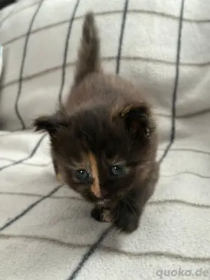Maine Coon Ragdoll mix Mai kätzchen 