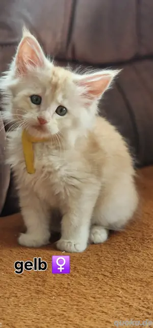 reinrassige Maine Coon Kitten