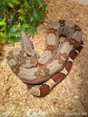 1.1 Guyana Rotschwanzboas, Boa constrictor constrictor