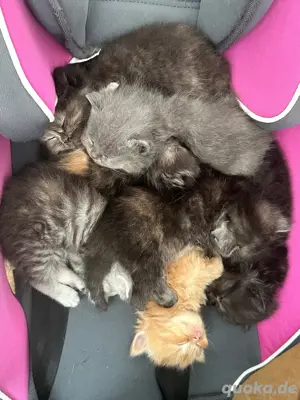 BKH   Main Coon Kitten