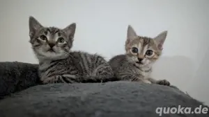 kitten bald abzugeben