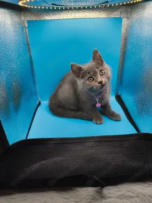 Süße BKH Katzen Babys 