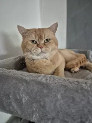 Wunderschöne Britisch Kurzhaar Katzenbabys suchen ein liebevolles Zuhause  Bild 10