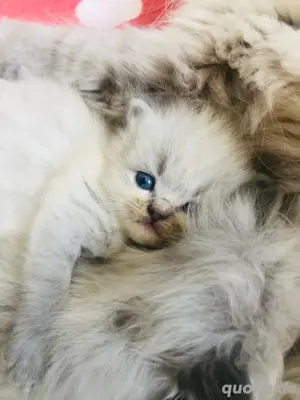 Perser Kitten  mit Nase HCM negativ