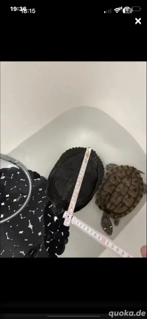 Schildkröten ABZUGEBEN!!!!