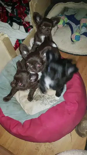 Chihuahua Langhaar Schwarz und Schokofarben