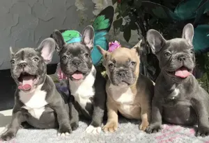 Französische Bulldoggen Welpen 