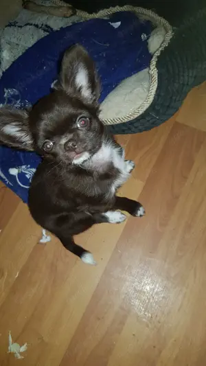 Chihuahua Langhaar  Schokofarben Hündin
