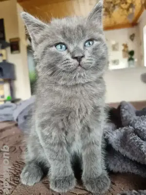 BKH Kitten