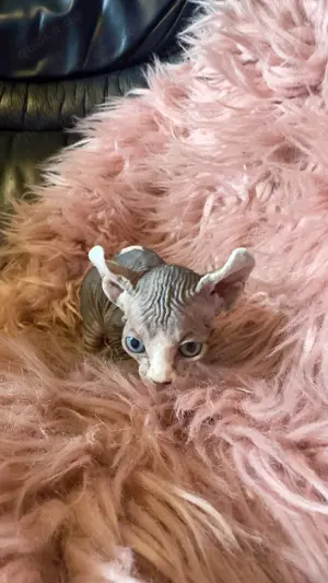 Elf Sphynx Katze Bi Color 