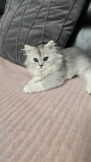 Baby katze 