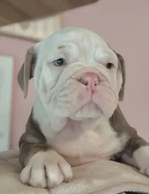 Tolle NEW ENGLISH BULLDOG Welpen suchen Lebensplatz - Familienhund!