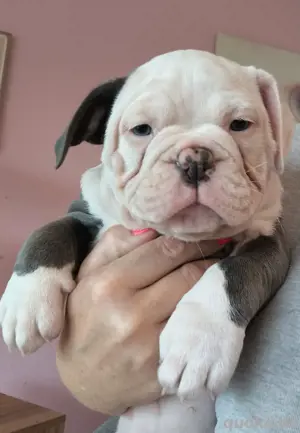 Bezaubernde *New English Bulldog* Welpen !!