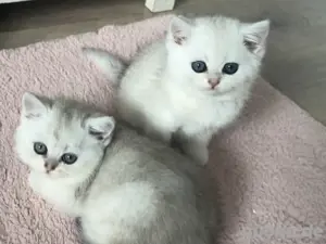 Wundeschöne Kitten Bild 9